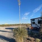 Yucca elata Levél