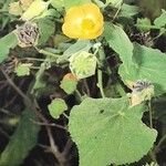 Abutilon grandifolium Flor