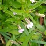 Lindernia dubia Flower