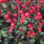 Cotoneaster horizontalis Frukt