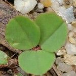 Grona triflora Leaf