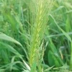 Hordeum murinumപുഷ്പം