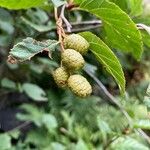 Alnus alnobetula Owoc