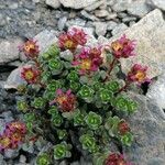 Saxifraga biflora Habitatea