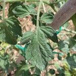 Solanum lycopersicum Ліст