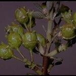 Ceanothus cuneatus Fruct