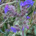 Anchusa officinalisΛουλούδι