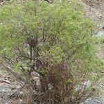 Salix pedicellata Habitat