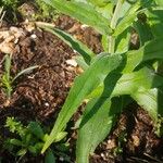 Penstemon pallidus Folha