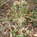 Carlina vulgaris फूल