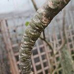 Tillandsia usneoides Kéreg/szár