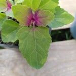 Chenopodium giganteum Blatt