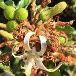 Grewia pachycalyx Blomst