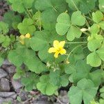 Oxalis strictaFlower