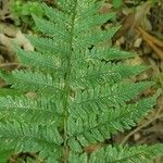 Dryopteris carthusiana برگ