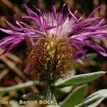 Centaurea jordaniana 花