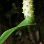 Anthurium flexile Bark