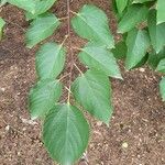 Hovenia dulcis Frunză