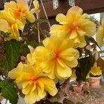 Begonia pendula Çiçek
