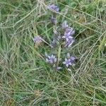 Gentianella ramosa Floro