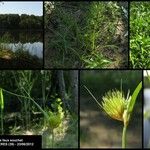 Carex bohemica Інше