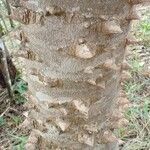 Zanthoxylum rhoifolium Bark