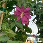 Passiflora tripartita Õis