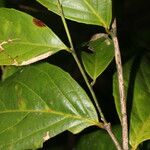Lecointea amazonica Leaf
