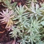 Sedum sediformeLeaf