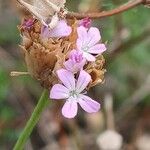 Petrorhagia prolifera Floro