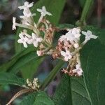 Buddleja asiatica Květ