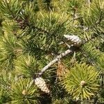 Pinus banksiana Hoja