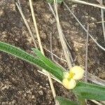 Commelina africana Virág