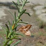 Fumana ericoides Blatt