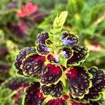 Coleus decurrens Blüte