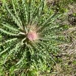 Cirsium foliosum برگ