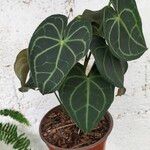 Anthurium clarinervium Yaprak