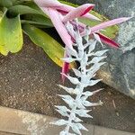 Aechmea mcvaughii Flower