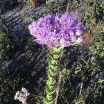 Carphephorus corymbosus Flor