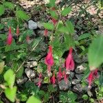 Fuchsia magellanicaFloare