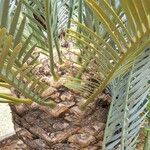 Encephalartos lehmannii പുറംതൊലി