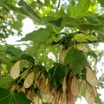 Acer saccharum Vrucht