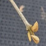 Callicarpa bodinieri Folha