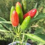 Capsicum frutescens Плід