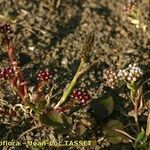 Sporobolus alopecuroides Habit