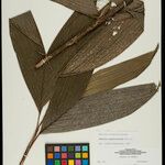 Bactris simplicifrons Folio