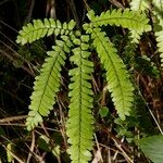 Adiantum hispidulum Habitus