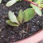 Gasteria pillansii Yaprak