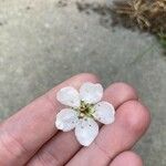 Pyrus calleryanaFlower