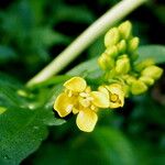 Rorippa sylvestris 花